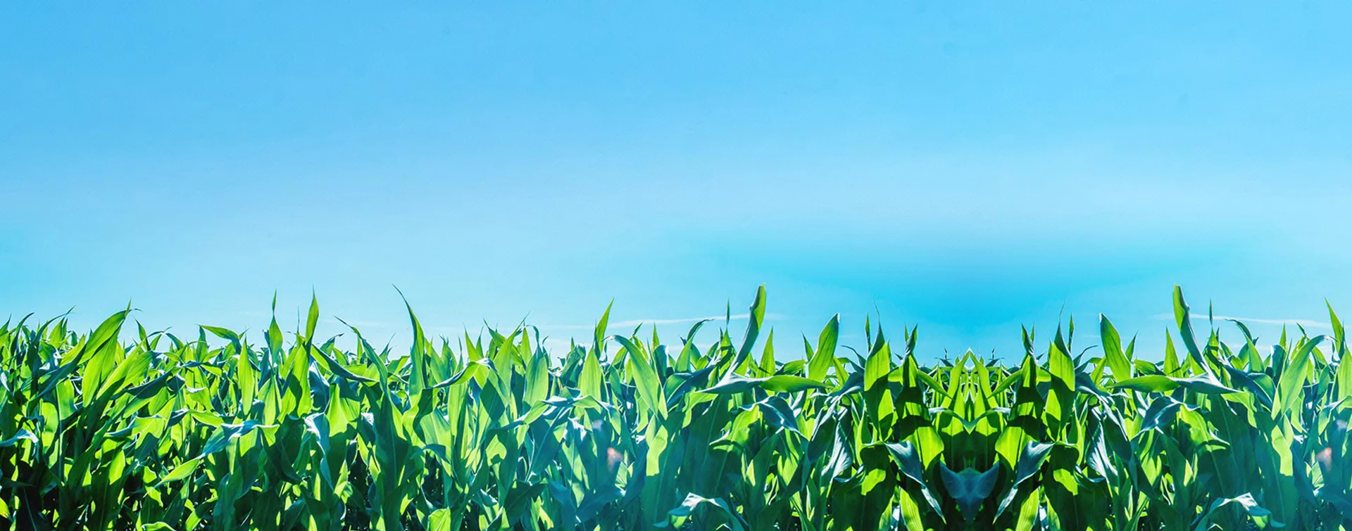 教育学习网(jiaoyuxuexi.com)-公务员考试资料｜教师资格证｜财会类｜医学类｜计算机IT类考试资源下载